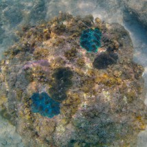 Colorful clams seen in the Ocean around Koh Kood